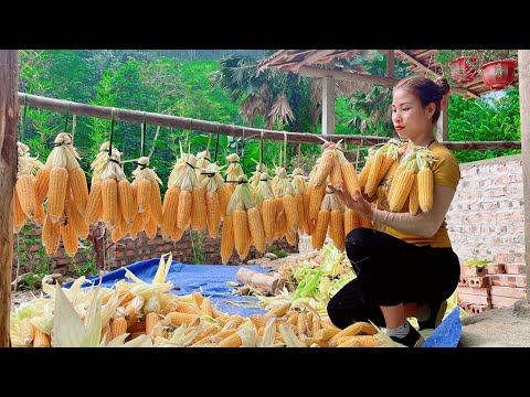 Harvesting corn and how to preserve it all year round - farm life. Trieu Lily