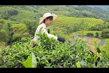 Help you harvest tea to sell and say goodbye to your best friend and return to your farm