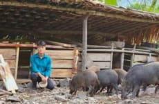 How To Build A Wooden Pig Barn, Life On The Farm, Forest Life