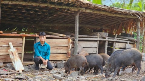 How To Build A Wooden Pig Barn, Life On The Farm, Forest Life