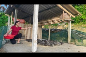 How to expand the farm to raise more chickens - black chickens, evil chicken. Trieu Lily