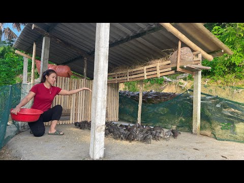 How to expand the farm to raise more chickens - black chickens, evil chicken. Trieu Lily