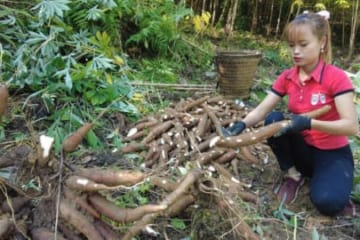 How to harvest cassava to sell, Forest life with garden, building farm, free bushcraft