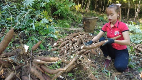 How to harvest cassava to sell, Forest life with garden, building farm, free bushcraft