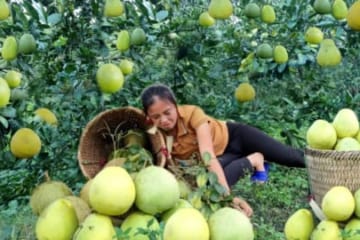I Harvesting grapefruit goes to the market sell, boyfriend Building stone stairs, Triệu Thị Xuân