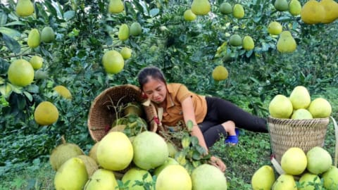 I Harvesting grapefruit goes to the market sell, boyfriend Building stone stairs, Triệu Thị Xuân