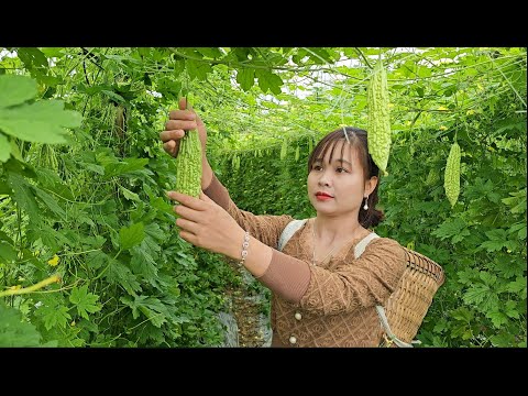 Make a stand for climbing tomatoes, pick bitter melon and sell it at the market