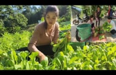Pick vegetables to sell and take care of the vegetable garden - family farm