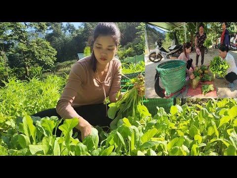 Pick vegetables to sell and take care of the vegetable garden - family farm