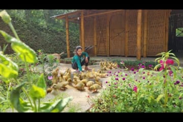 Raising more ducks to create a place for breeding and growing grass in a vegetable garden family