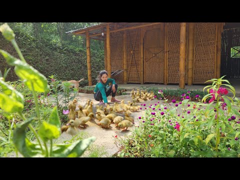 Raising more ducks to create a place for breeding and growing grass in a vegetable garden family