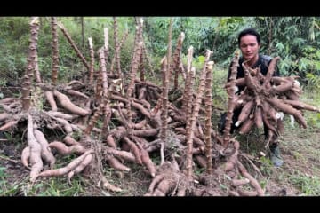 Results after 5 months of growing giant cassava, Vàng Hoa