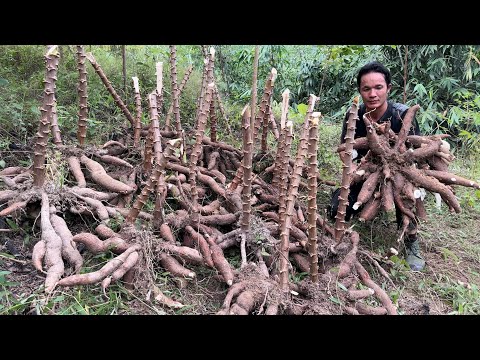 Results after 5 months of growing giant cassava, Vàng Hoa