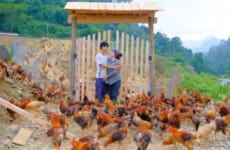 Sang and Vy built a wooden gate to protect 700 fast, growing chickens, Sang Vy farm