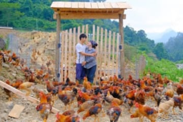 Sang and Vy built a wooden gate to protect 700 fast, growing chickens, Sang Vy farm