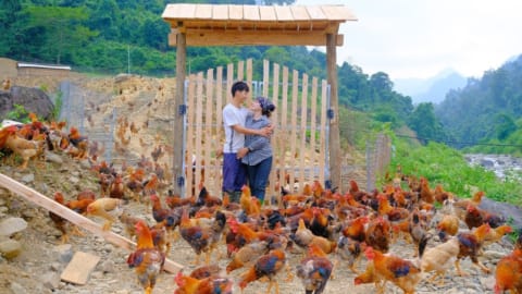 Sang and Vy built a wooden gate to protect 700 fast, growing chickens, Sang Vy farm