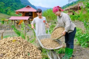 Sang and Vy were helped by their mother to harvest peanuts and peanut leaves to feed the fish - Farm