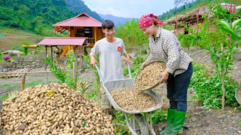 Sang and Vy were helped by their mother to harvest peanuts and peanut leaves to feed the fish - Farm