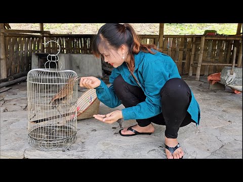 Take care of pets every day, weed rice fields to prevent harmful rats. stew bones with taro