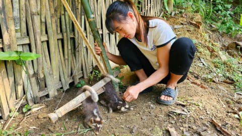 The vegetable garden was destroyed by a wild animal - Successfully set traps for 2 wild animals