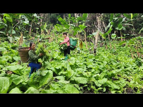 Together with a country girl, she picked vegetables in the forest to sell