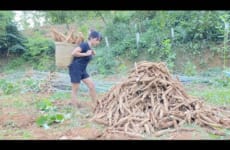 FULL VIDEO, Harvesting Cassava Roots To Sell To Traders - Aqua