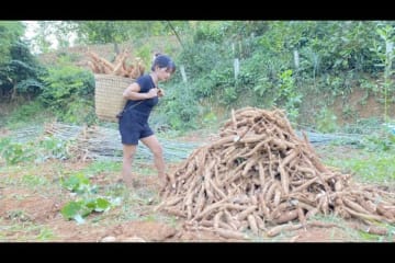 FULL VIDEO, Harvesting Cassava Roots To Sell To Traders - Aqua