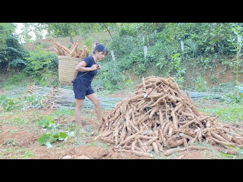 FULL VIDEO, Harvesting Cassava Roots To Sell To Traders - Aqua