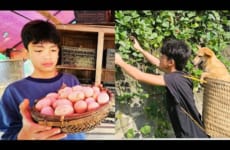 Full Video: 35 Days of an Orphan Boy Building a Dream House - Harvesting Eggs, Fruits and Gardening