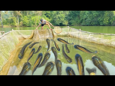 How To Clean Fish Cage, Cut The Grass For Fish Feeding, Aqua