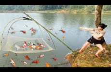 How to make a fish trap whit bamboo, Colorful Koi fish harvest for raising, bamboo