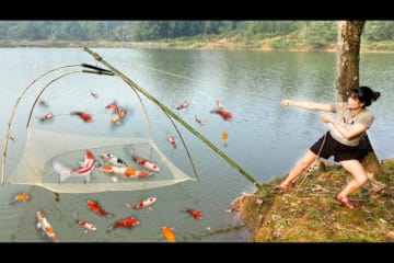 How to make a fish trap whit bamboo, Colorful Koi fish harvest for raising, bamboo