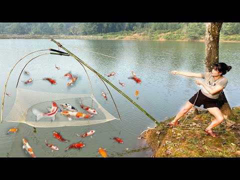 How to make a fish trap whit bamboo, Colorful Koi fish harvest for raising, bamboo