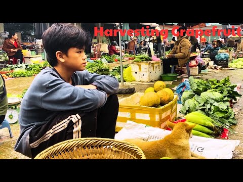 Orphan Boy - Building a dream house, Harvesting Grapefruit Goes to market sell | Orphan Boy