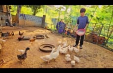 Orphan Boy - Building a dream house - Harvesting lemongrass Goes to market sell | Boy Orphan