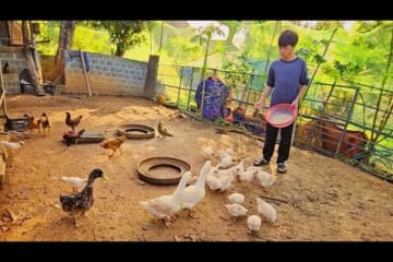 Orphan Boy - Building a dream house - Harvesting lemongrass Goes to market sell | Boy Orphan