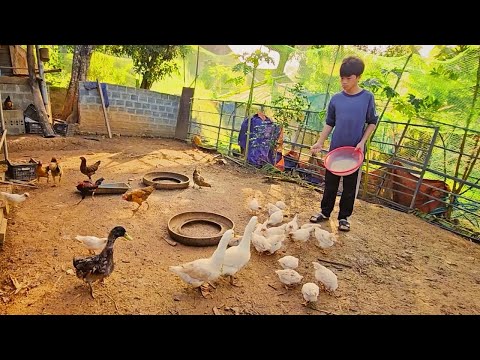 Orphan Boy - Building a dream house - Harvesting lemongrass Goes to market sell | Boy Orphan