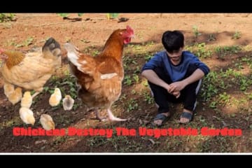 Orphan boy - Chickens Destroy The Vegetable Garden - Good People Help Build Chicken Coops