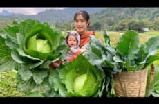 Harvest stored Bananas - Giant Cabbage, Cauliflower to sell & Make stuffed Cabbage | Single Mom Life