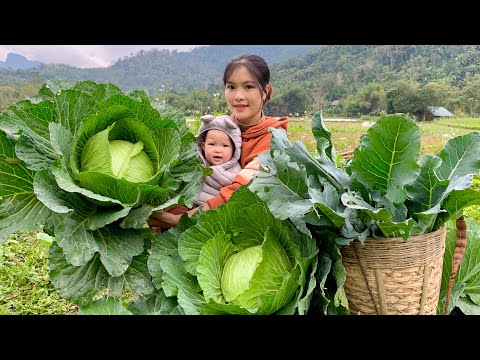 Harvest stored Bananas - Giant Cabbage, Cauliflower to sell & Make stuffed Cabbage | Single Mom Life