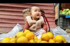 Harvesting Lekima Fruit to sell at the Market - Making a Roof for Pigs | Single Mom Life