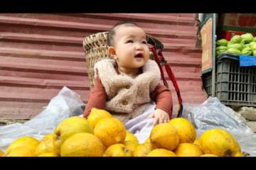 Harvesting Lekima Fruit to sell at the Market - Making a Roof for Pigs | Single Mom Life