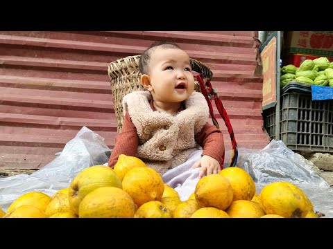 Harvesting Lekima Fruit to sell at the Market - Making a Roof for Pigs | Single Mom Life