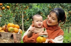Pick Oranges to sell at the Market - Garden - Cook pork Soup for Dinner with your Children