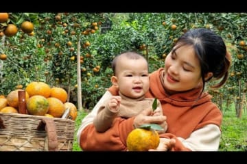 Pick Oranges to sell at the Market - Garden - Cook pork Soup for Dinner with your Children