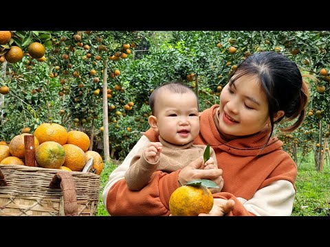 Pick Oranges to sell at the Market - Garden - Cook pork Soup for Dinner with your Children