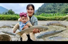 Process of Harvesting Fish & Snails sold at the Farm - Grilled fish - Cooking - Small Children.