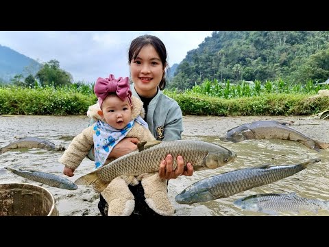 Process of Harvesting Fish & Snails sold at the Farm - Grilled fish - Cooking - Small Children.