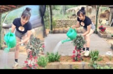 Build a bamboo resort hut: Buy flowers to plant around the hut, release koi fish|Trieu Thi Hoa