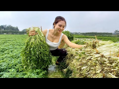 Cold weather - Harvest vegetables in water - go to the market to cook | Ngân Daily Life